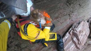 Dog that fell 100 feet over the edge of a cliff rescued