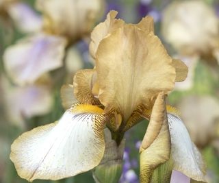 Bearded irises with copper and bronze colouring