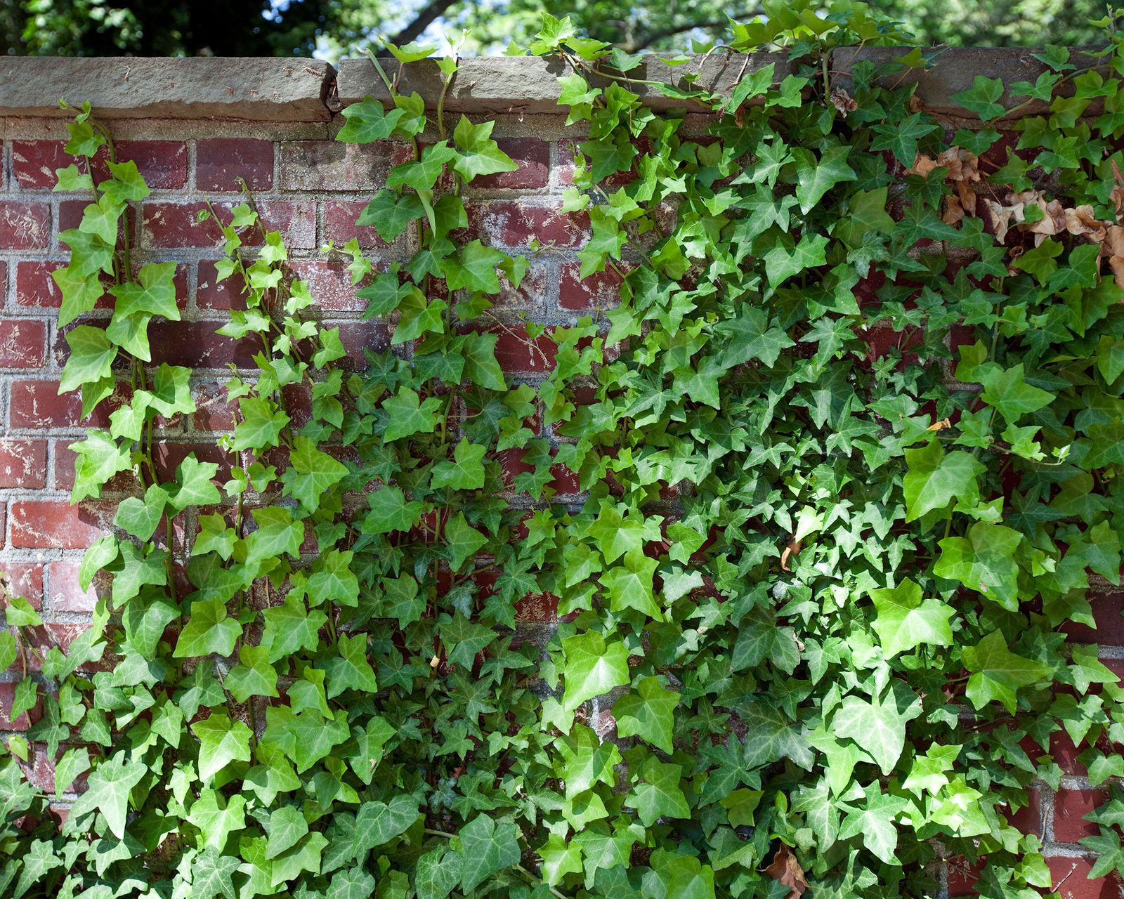 Plants for north facing walls 11 picks for a shady boundary Gardeningetc