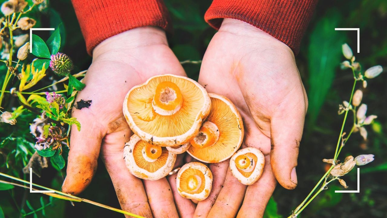 woman foraging holding out mushrooms