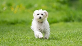 Image of a white puppy running through a field taken on the Sony FE 70-200mm f/2.8 GM OSS II Lens