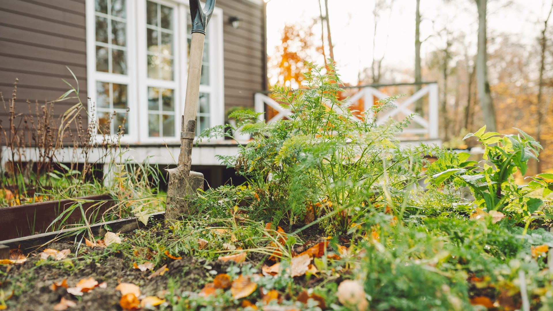 picture of vegetable patch in autumn weather with spade