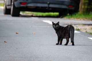 Black cat on road