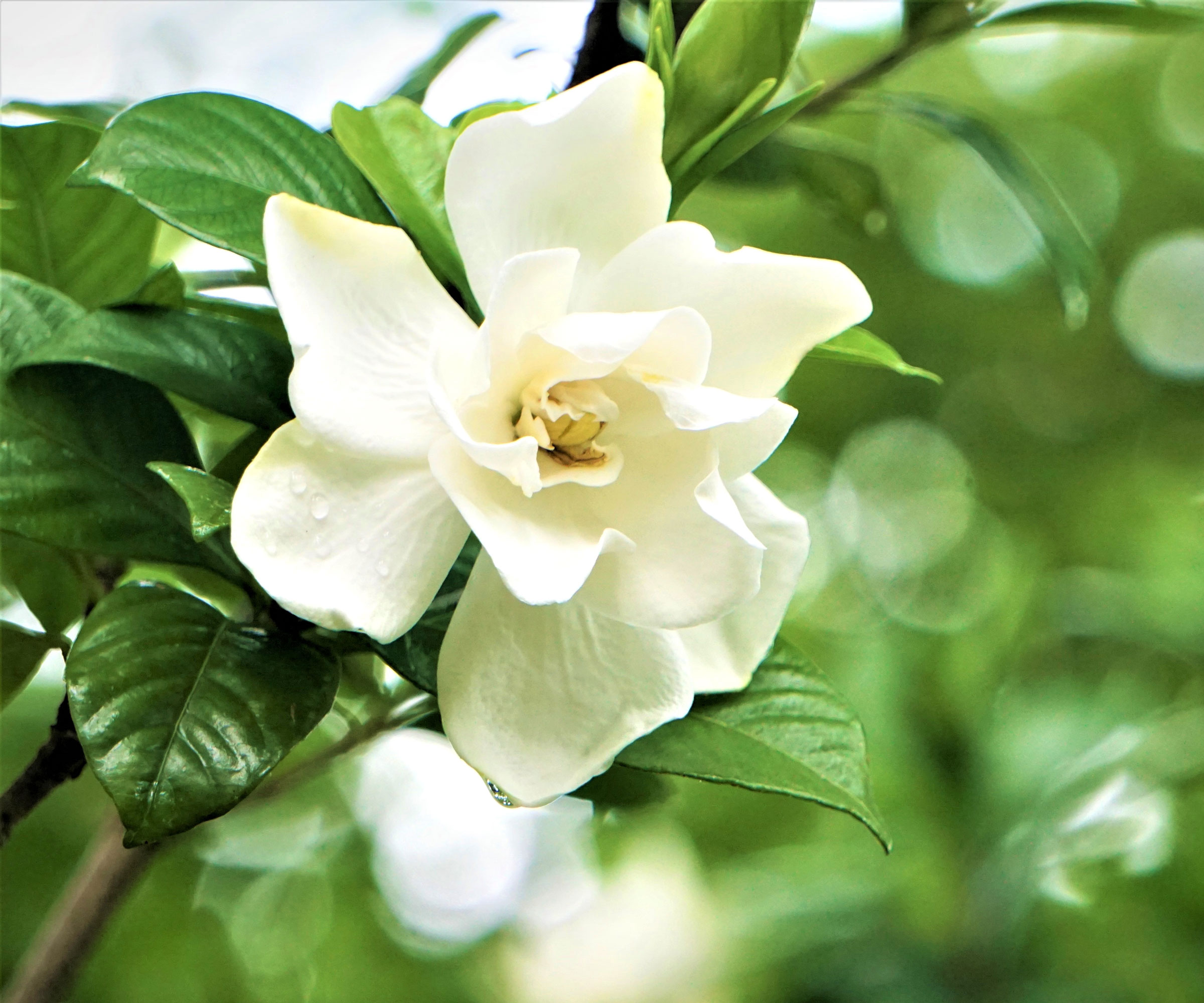 gardenia with white flower on shrub