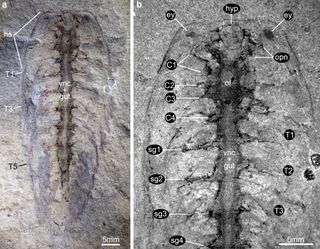 An Alalcomenaeus fossil found in the 1990s shows a similar nervous system to another fossil found recently.