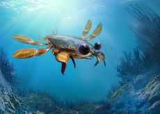ancient crab