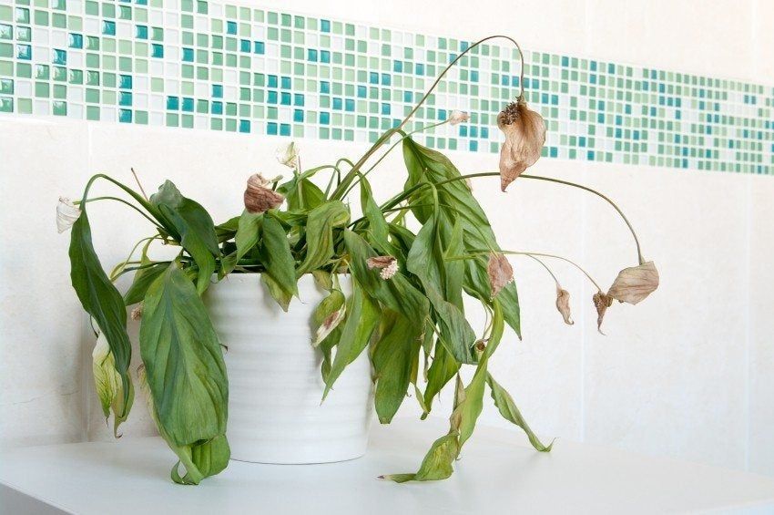 Potted Houseplant With Dying Brown Leaves