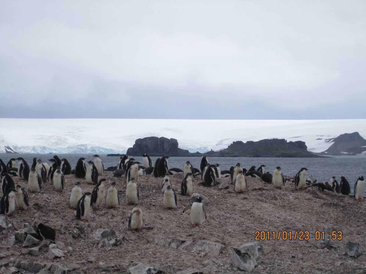 Here a colony of penguins on the Fildes Peninsula, which is located off the coast of Antarctica on King George Island, the largest of the South Shetland Islands.