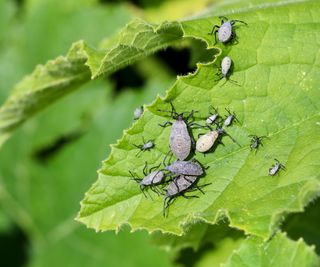 Adult squash bugs and nymphs on a leaf