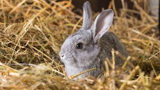 Grey rabbit in hay