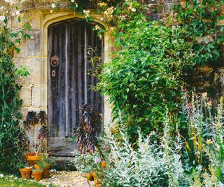 Vines growing around an old front door