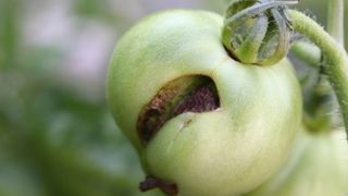 Hole in green tomato