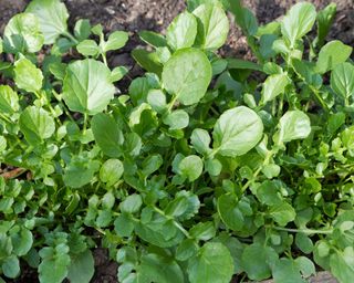 A bed of American Land Cress. Very much like watercress, the leaves are peppery and get stronger as the plant ages