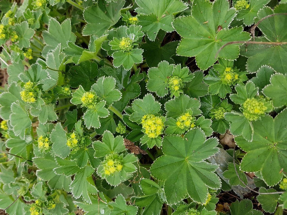 Lady&#039;s Mantle Herbs