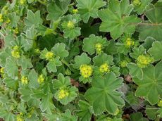 Lady's Mantle Herbs