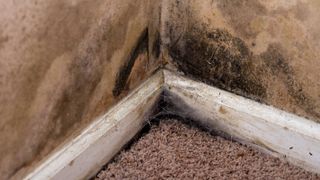 mould on walls and skirting boards