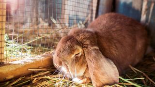 Rabbit lying down in a rabbit cage