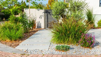 ornamental grasses growing in front yard