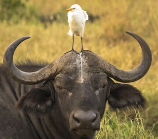 bird pooping on water buffalo