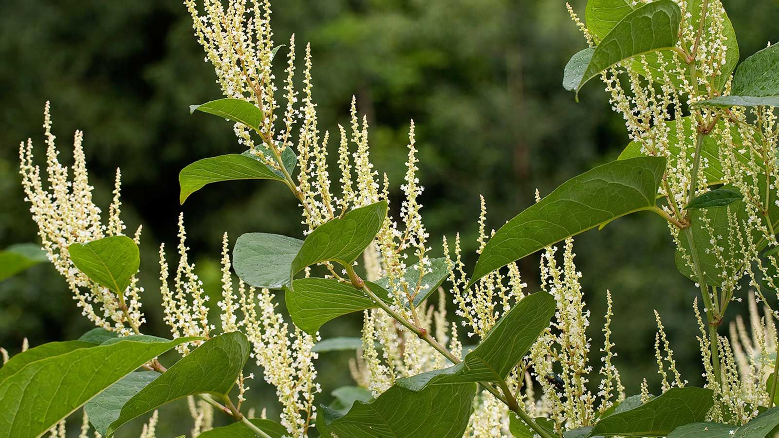How to get rid of Japanese knotweed: experts share advice | Homes and ...