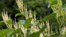 Japanese knotweed flowers