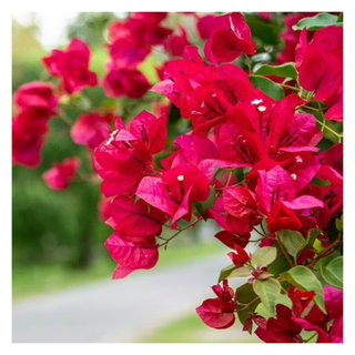 A close-up of bougainvillea flowers