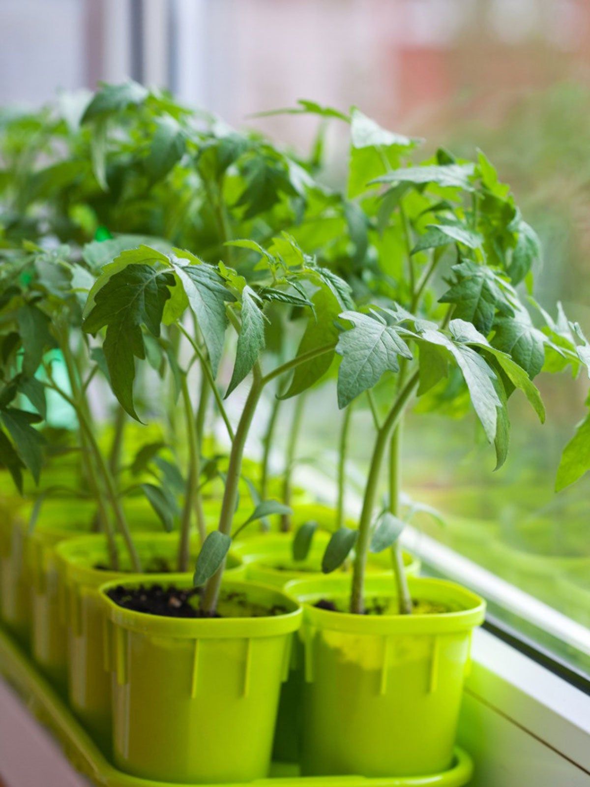 Indoor Individually Potted Veggie Plants