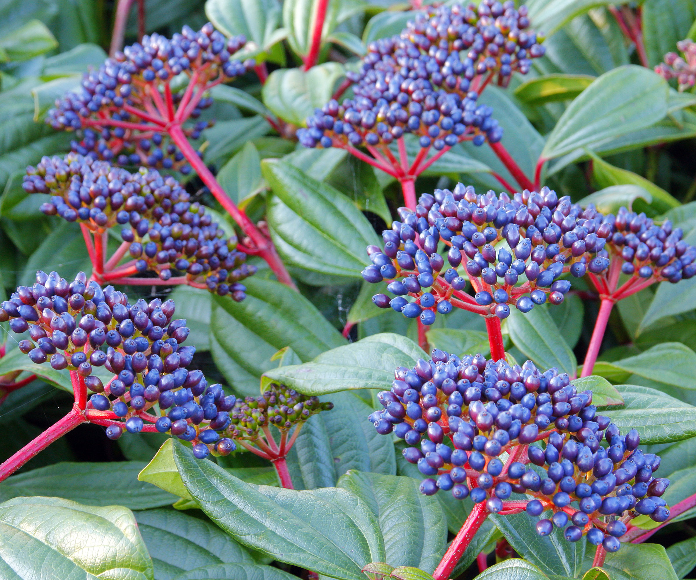 dark blue-purple berries and red stems of Viburnum Davidii in winter