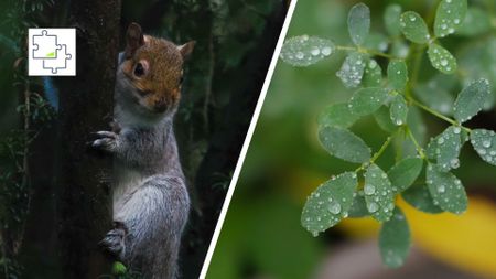 A split image showing a squirrel in a tree and a macro shot of raindrops on leaves, with a jigsaw puzzle icon laid over the top