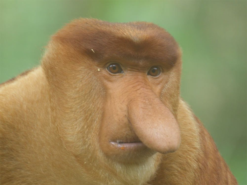 Proboscis monkey