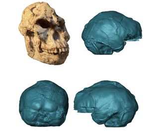 Virtual rendering of the brain endocast of "Little Foot," possibly a new species of Australopithecus.
