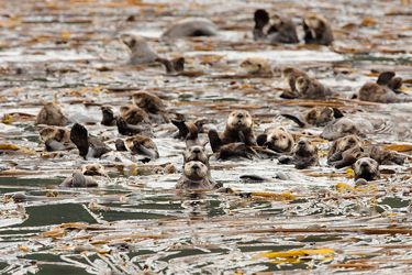 Sea Otters May Be Global Warming Warriors | Live Science