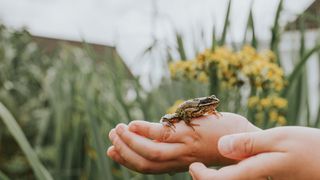 Hands holding a frog in a garden