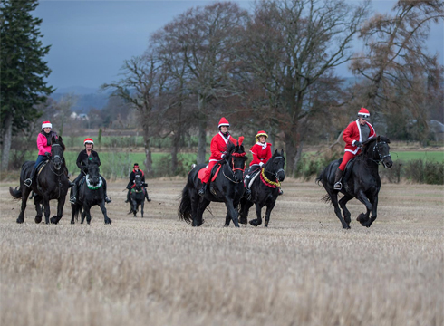 Friesians and their riders enjoying a good canter