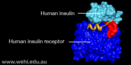 A cone snail uses a simple molecular hack to make its insulin so fast. Unlike human insulin, which has requires a huge hinge (shown in red) to bind to insulin receptors, cone snails have just a single amino acid in place of the hinge, making the molecule smaller and faster to work in the body.