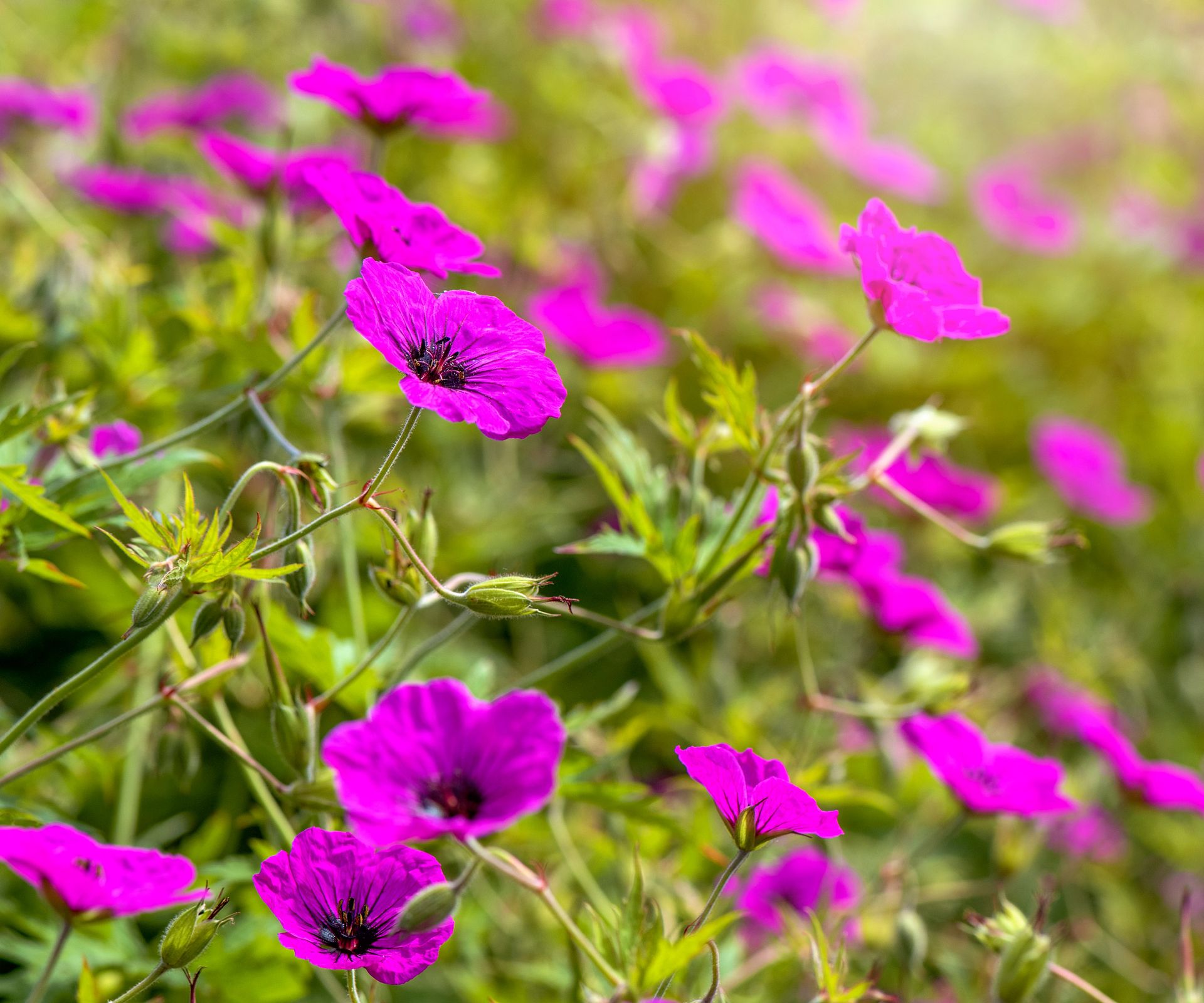 cranesbills Ann Folkard flowering in summer garden