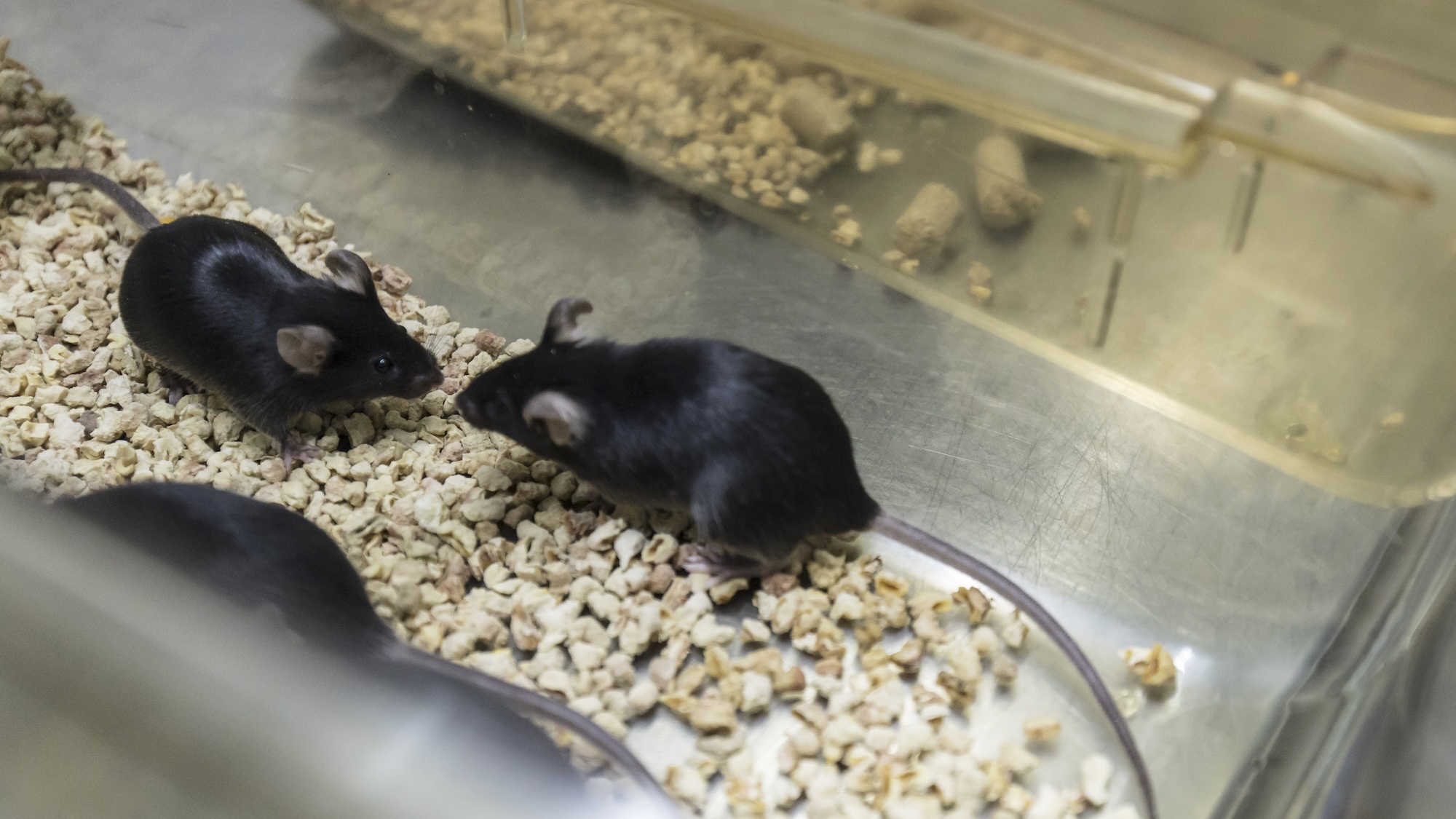 Lab mice, China