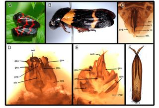 froghopper genitalia described