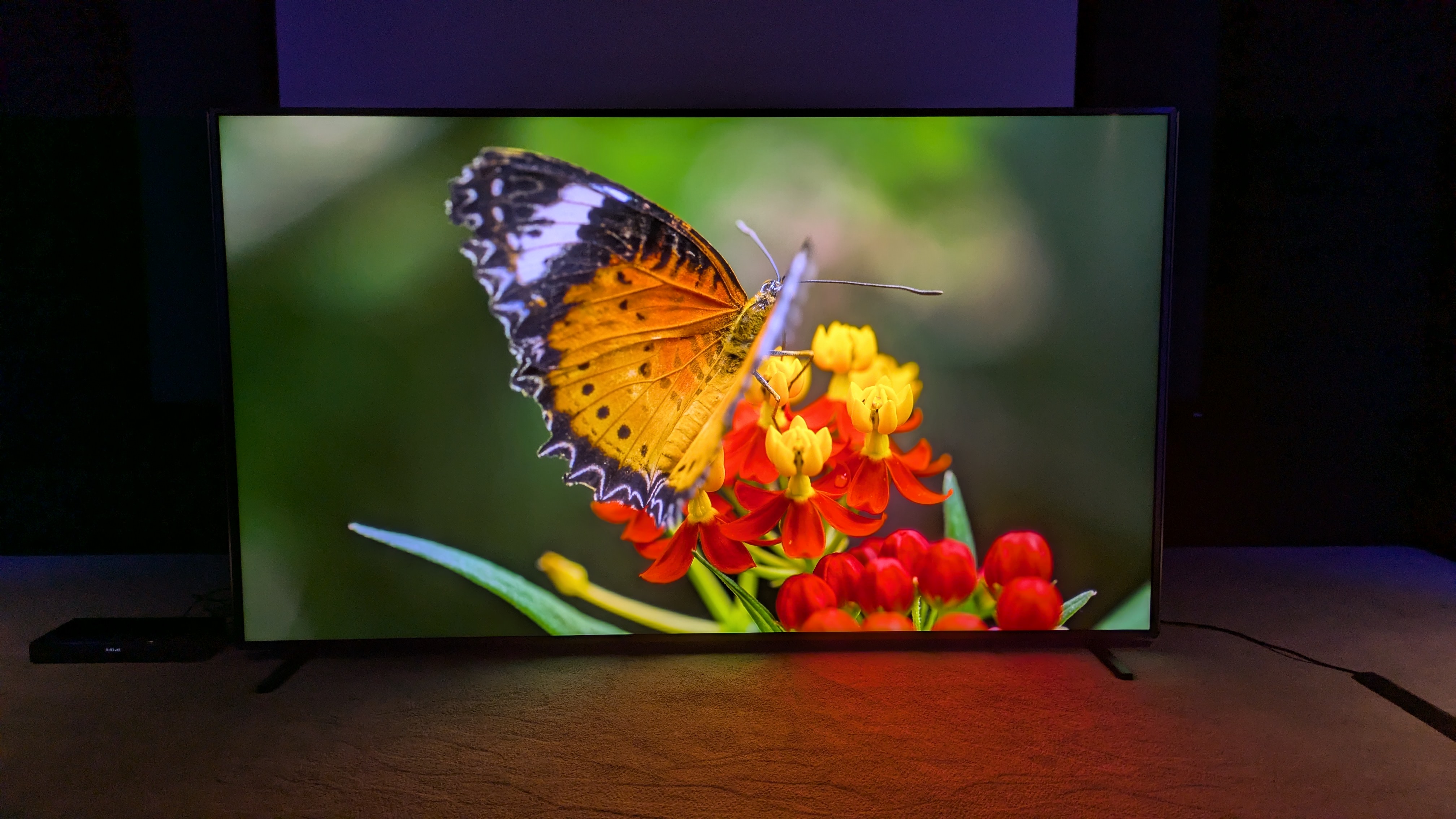 Hisense 110UXN with butterfly on screen