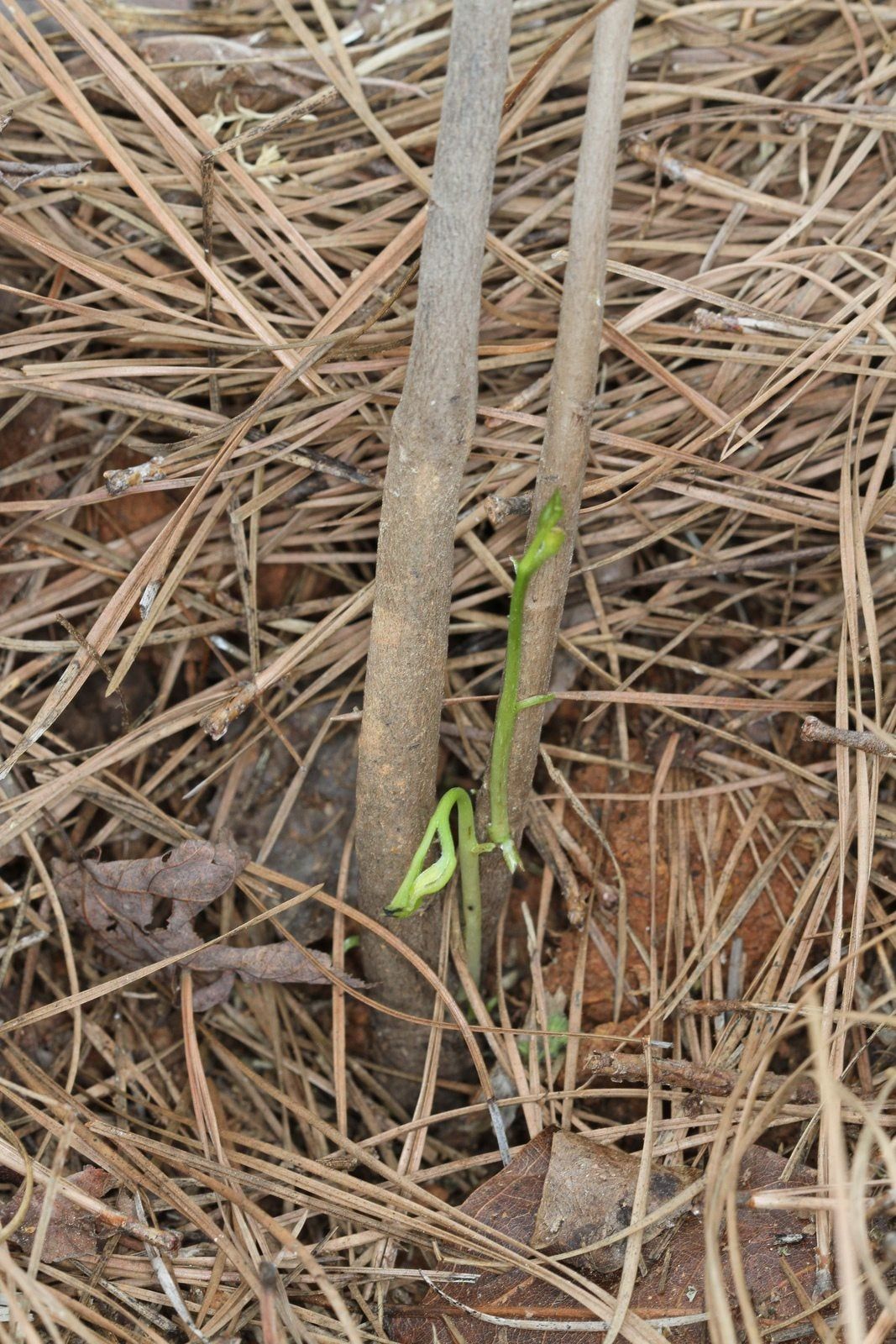 pawpaw sucker