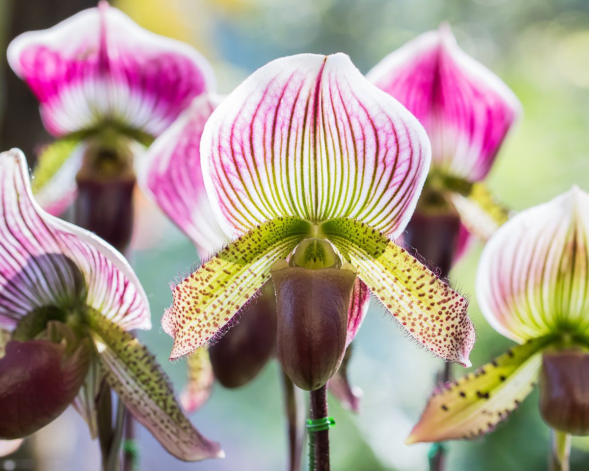 5 Hard-To-Kill Orchids That Anyone Can Grow | Gardening Know How