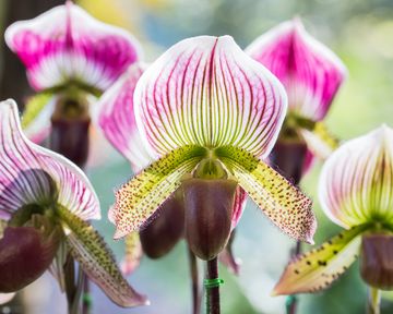 26 Different Types Of Orchids – With Pictures & Information | Gardening ...