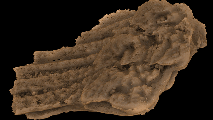 A skeletal fragment from F. renovata that once connected the shoulder armor to a spiny fin.