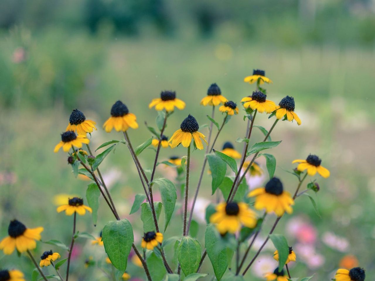 Shade Meadow Plants