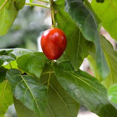 tomato tree, tamarillo red 