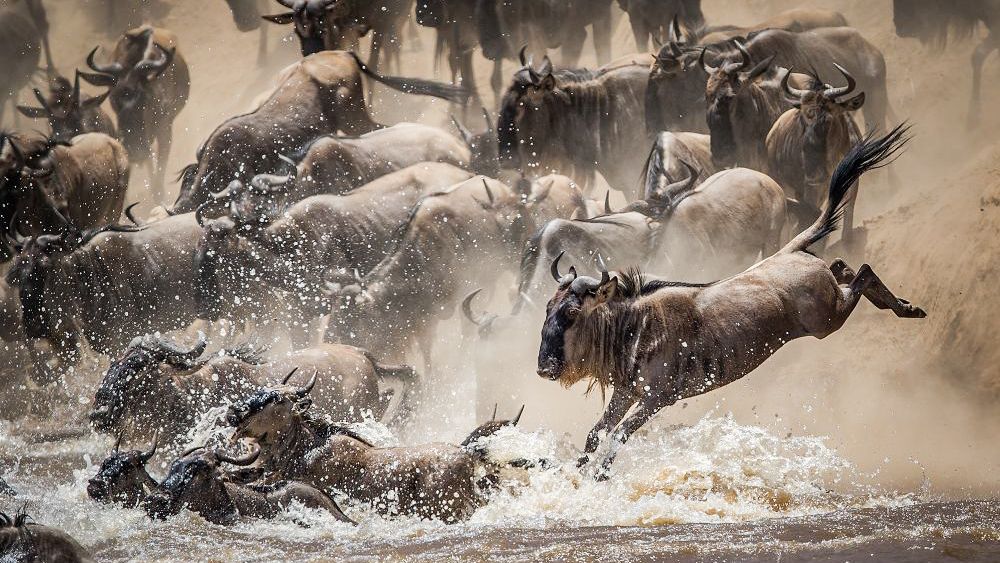 Stunning wildebeest image wins Nature in Action Photography Competition