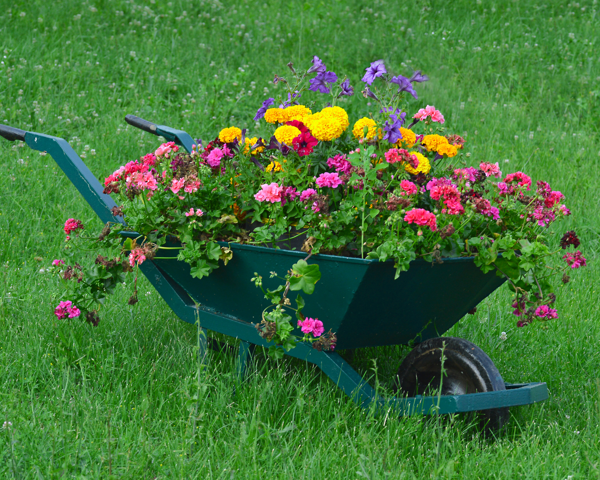 Wheelbarrow planted filled with flowers