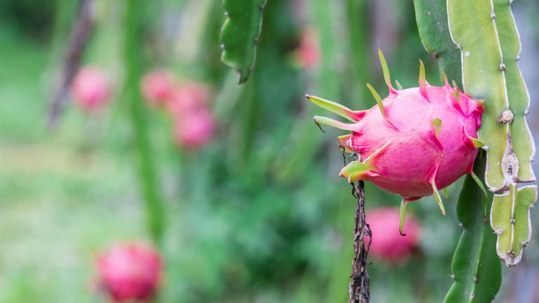 how to grow dragonfruit in a garden
