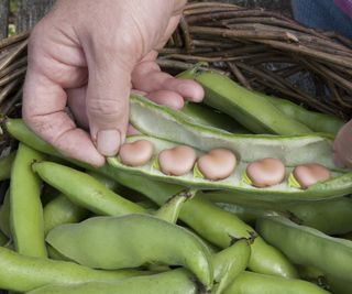 A fava bean open to show the beans in the pod