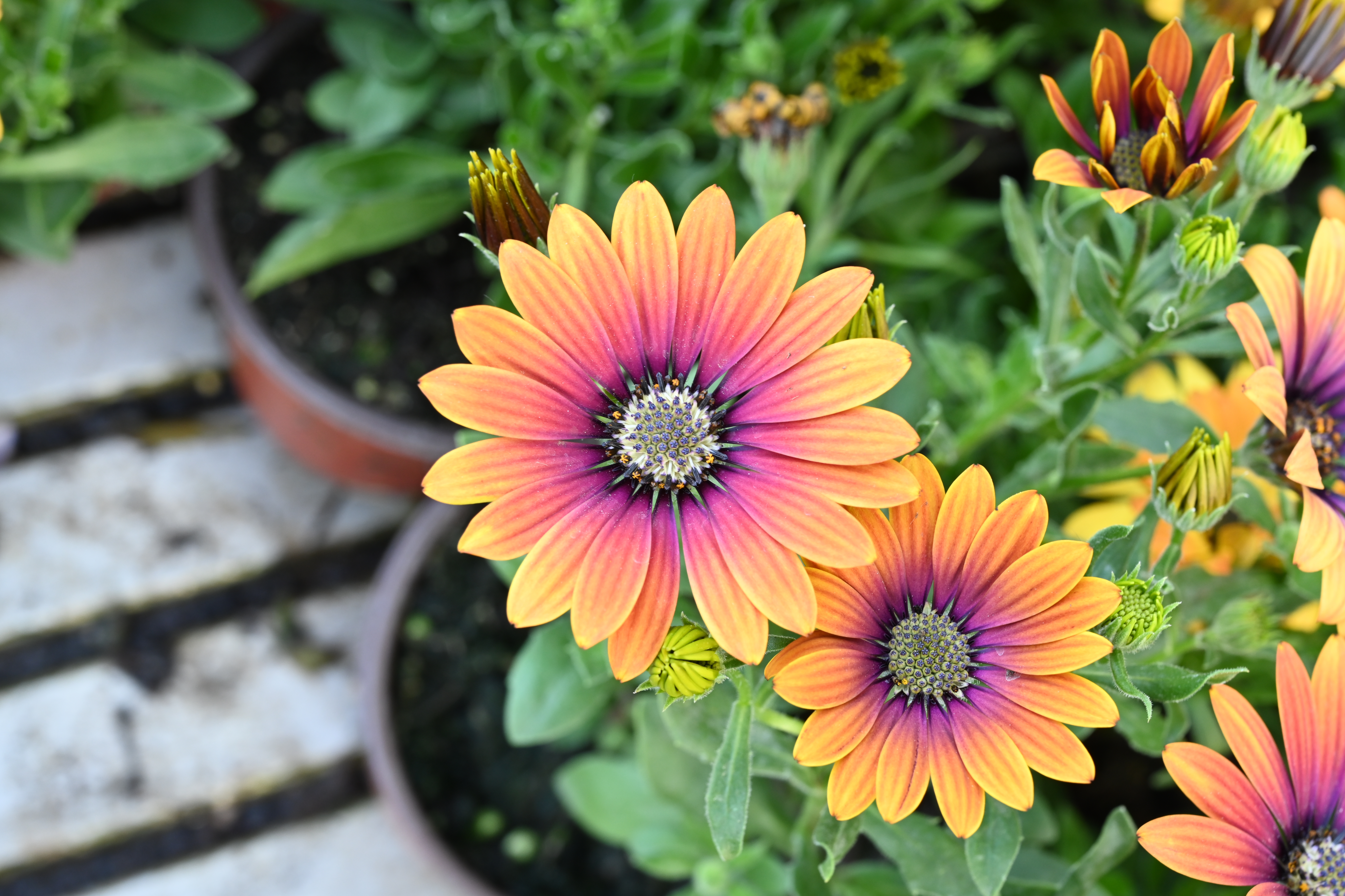African daisy osteospermum showing pink and orange flowers